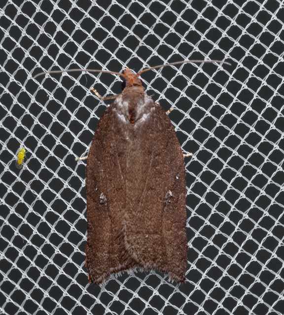 Acleris