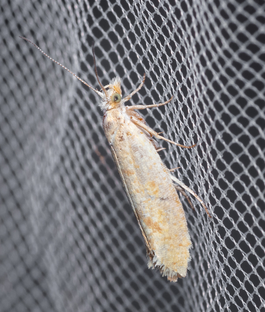 Ypsolopha