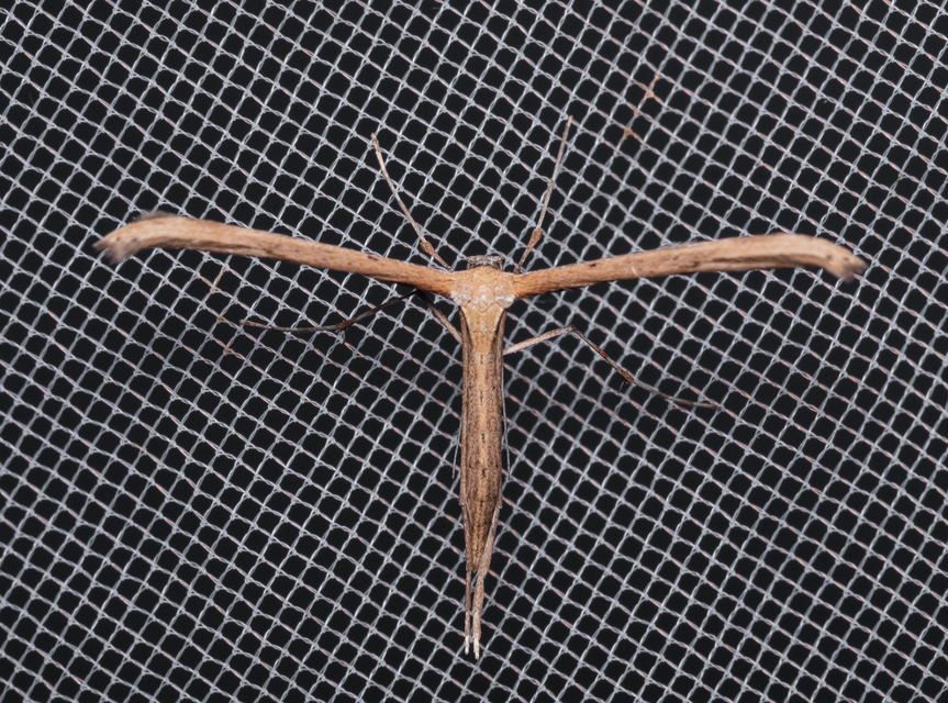Pterophoridae - tollasmolyfélék