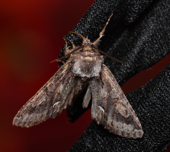 Allophyes oxyacanthae - galagonyabagoly