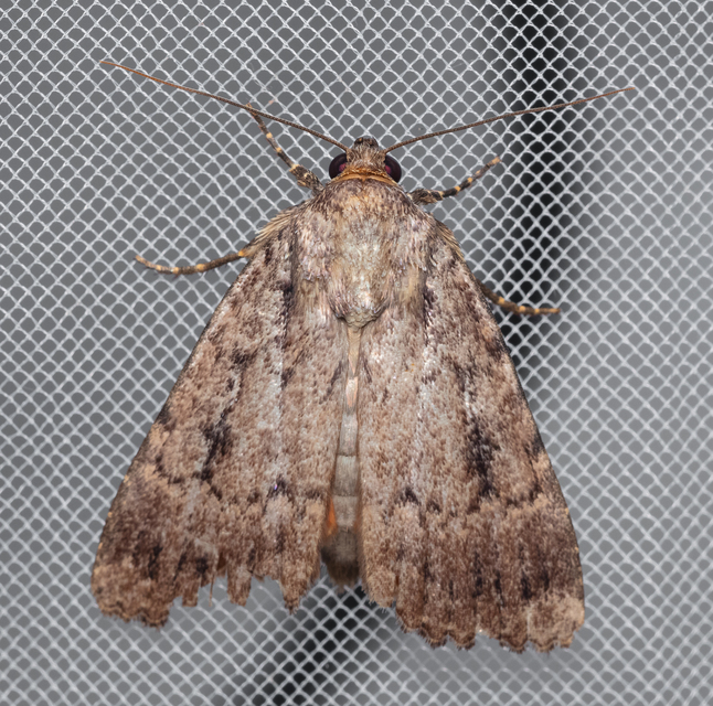 Amphipyra berbera/pyramidea