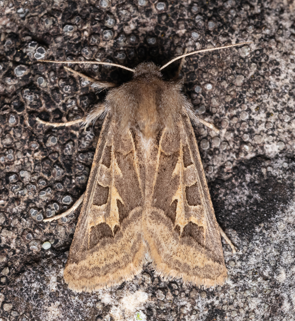 Episema glaucina - fogasjegyű liliombagoly