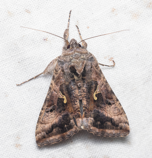 Autographa gamma - gammalepke