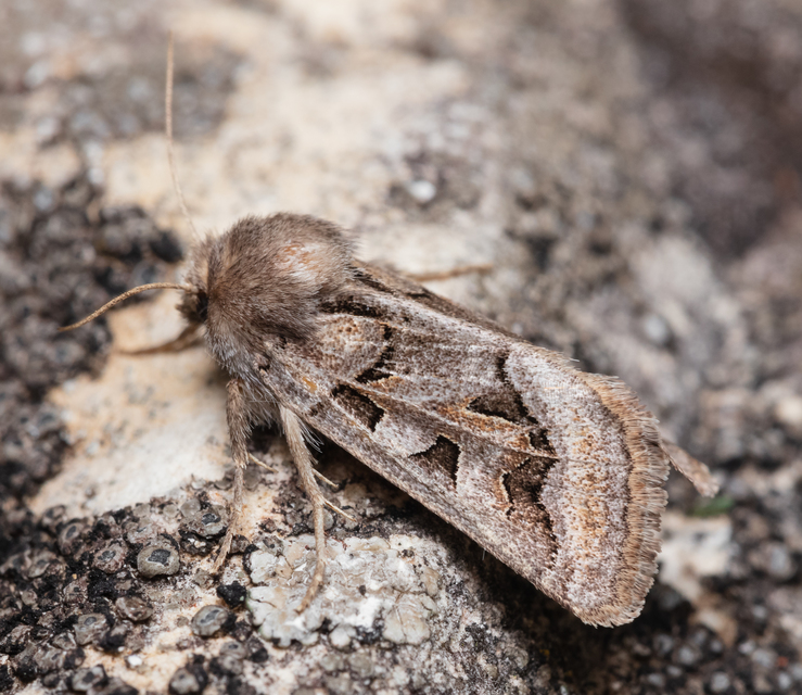Episema glaucina - fogasjegyű liliombagoly