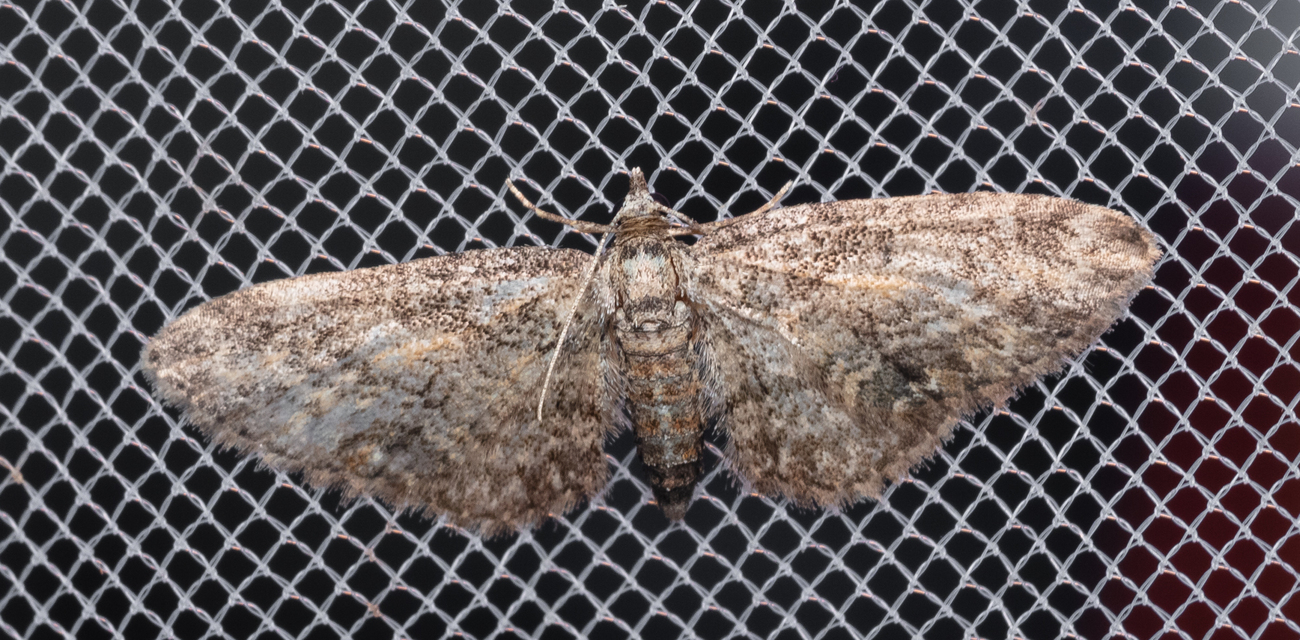 Eupithecia inturbata - juhar-törpearaszoló