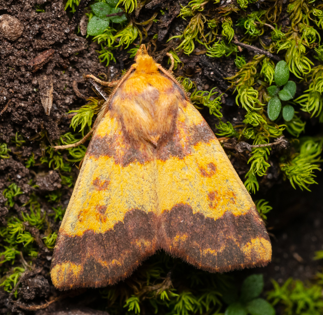 Tiliacea aurago - aranyló sárgabagoly