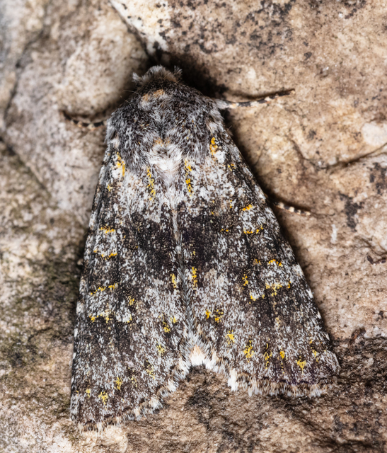 Polymixis xanthomista gyurovicslaszloi - Gyurovics László tarkabaglya