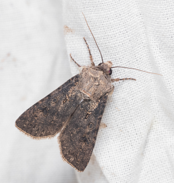 Agrotis segetum - vetési földibagoly