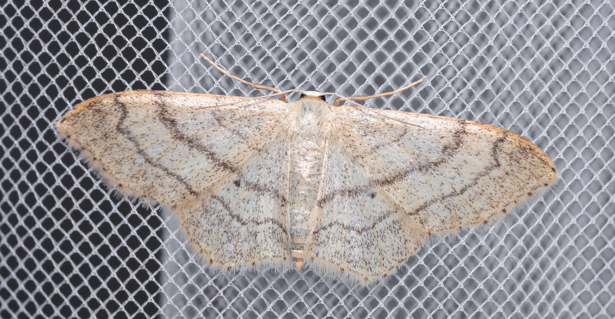 Idaea aversata - nagy sávosaraszoló