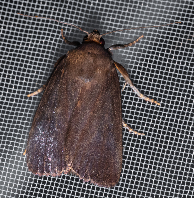 Amphipyra livida - zsírfényű bagoly
