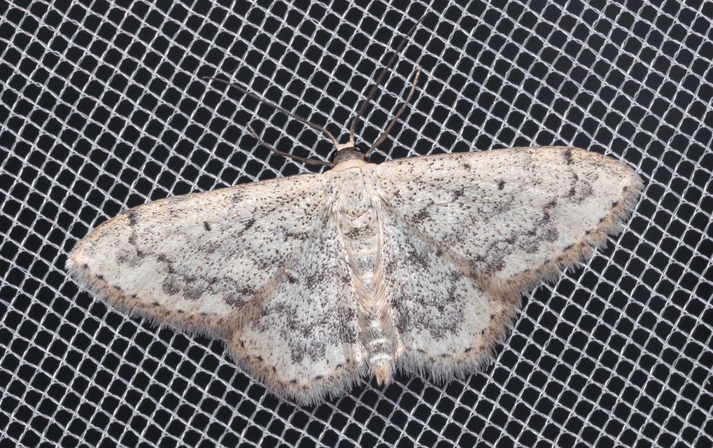 Scopula marginepunctata - pettyes sávosaraszoló