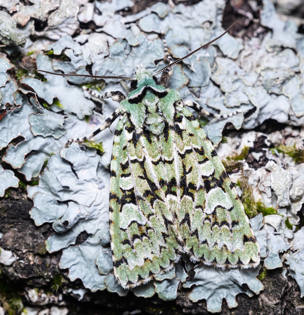 Griposia aprilina - őszi zöldbagoly