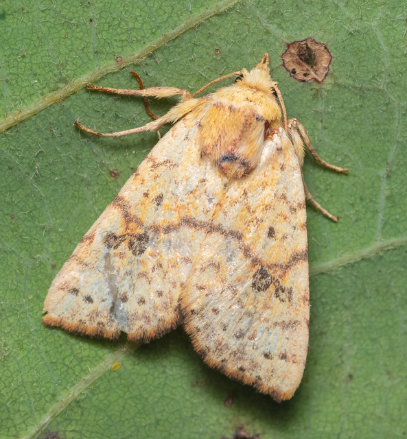 Tiliacea sulphurago - kénes sárgabagoly