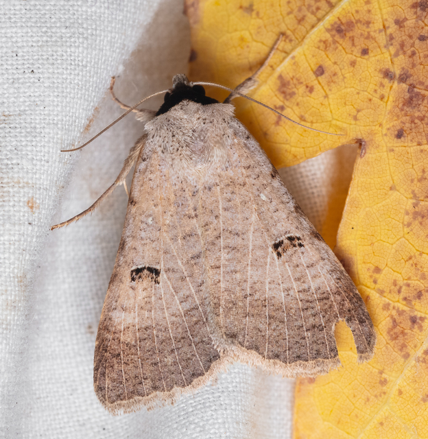 Lygephila craccae - gyakori csüdfűbagoly