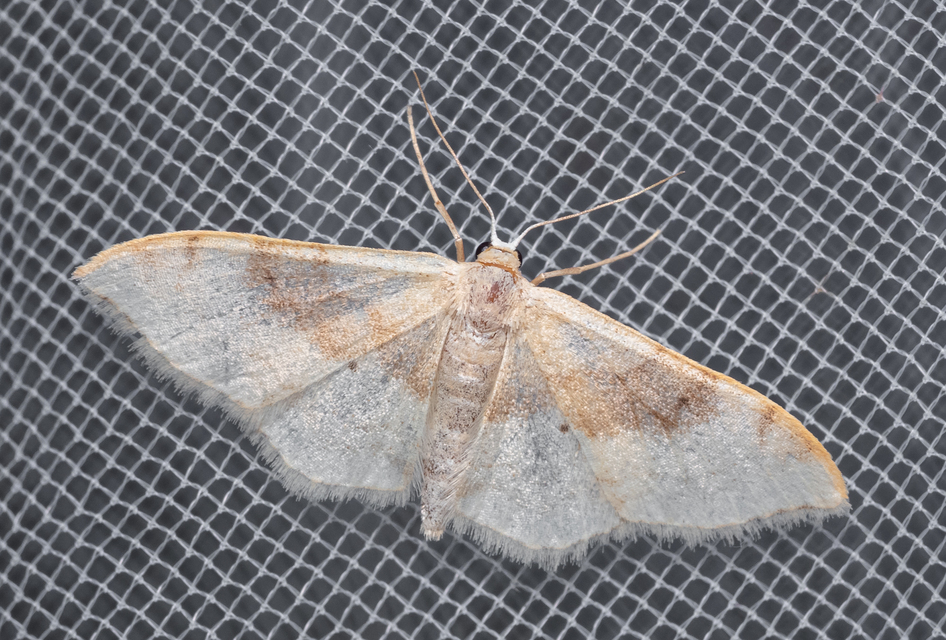 Idaea degeneraria - barnasávos araszoló