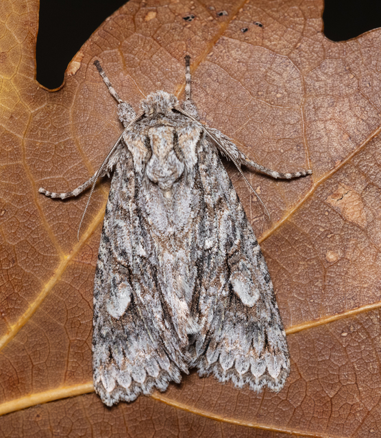 Meganephria bimaculosa - kétfoltos szilbagoly