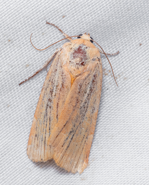 Noctua fimbriata - szélessávú sárgafűbagoly