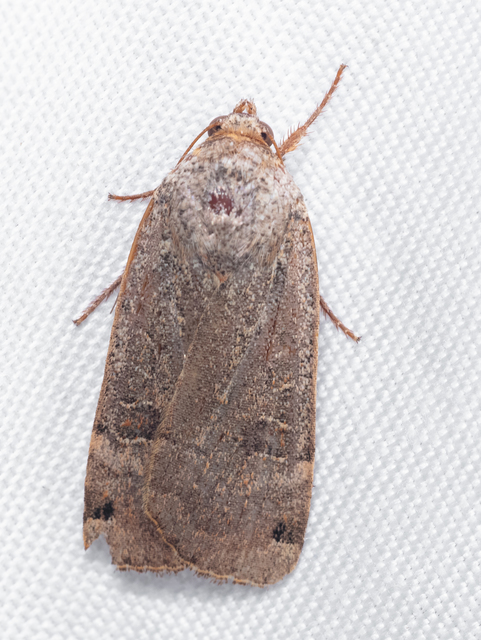 Noctua orbona - foltos sárgafűbagoly