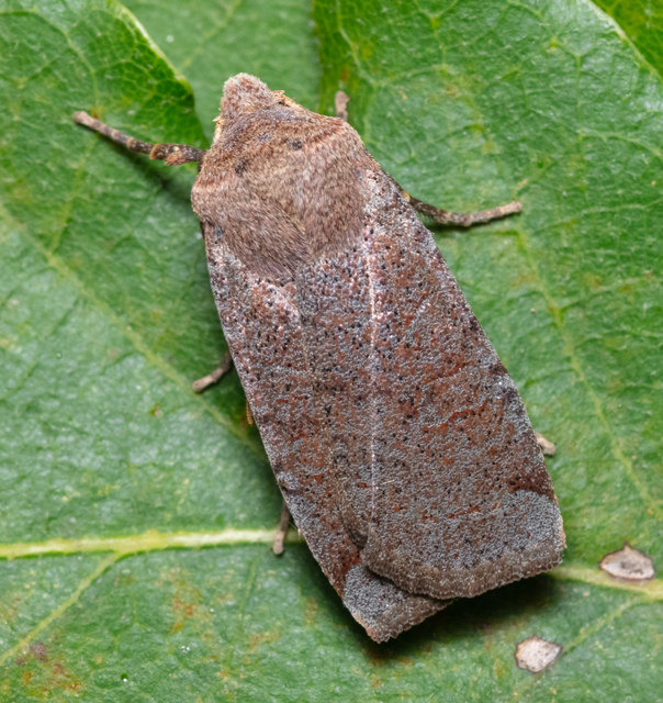 Conistra veronicae - veronika-őszibagoly