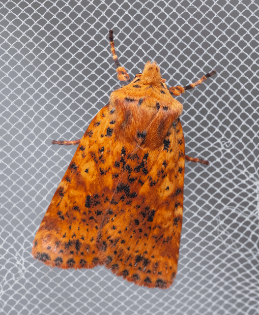 Conistra rubiginea - vörös őszibagoly