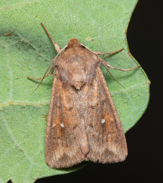 Mythimna albipuncta - fehérpettyes rétibagoly