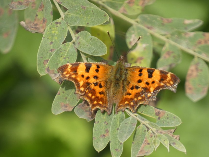 Nymphalis c-album - C-betűs lepke