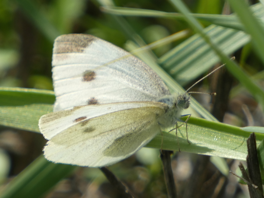 Pieris rapae - répalepke