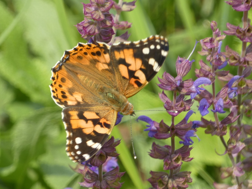 Vanessa cardui - bogáncslepke
