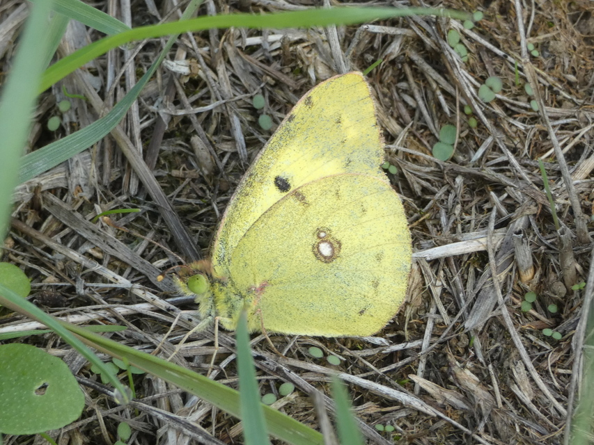 Colias erate - csángó-kéneslepke