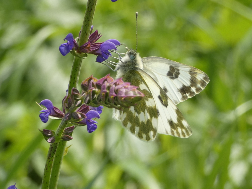 Pontia edusa - rezedalepke