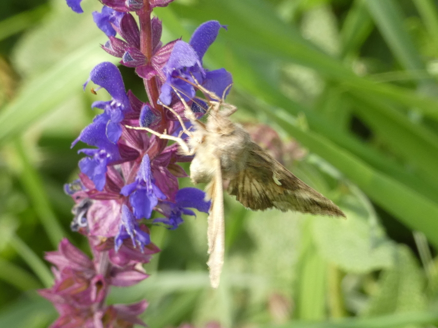 Autographa gamma - gammalepke