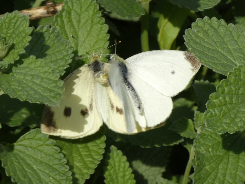 Pieris rapae - répalepke
