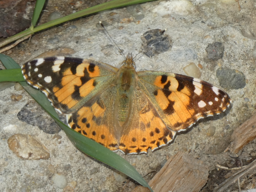 Vanessa cardui - bogáncslepke