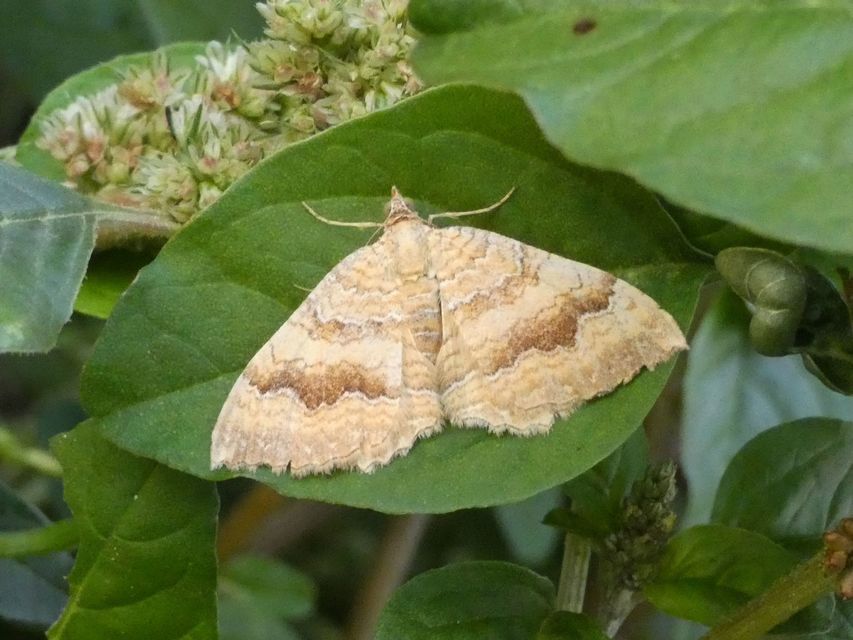 Camptogramma bilineata - kétvonalas sávosaraszoló