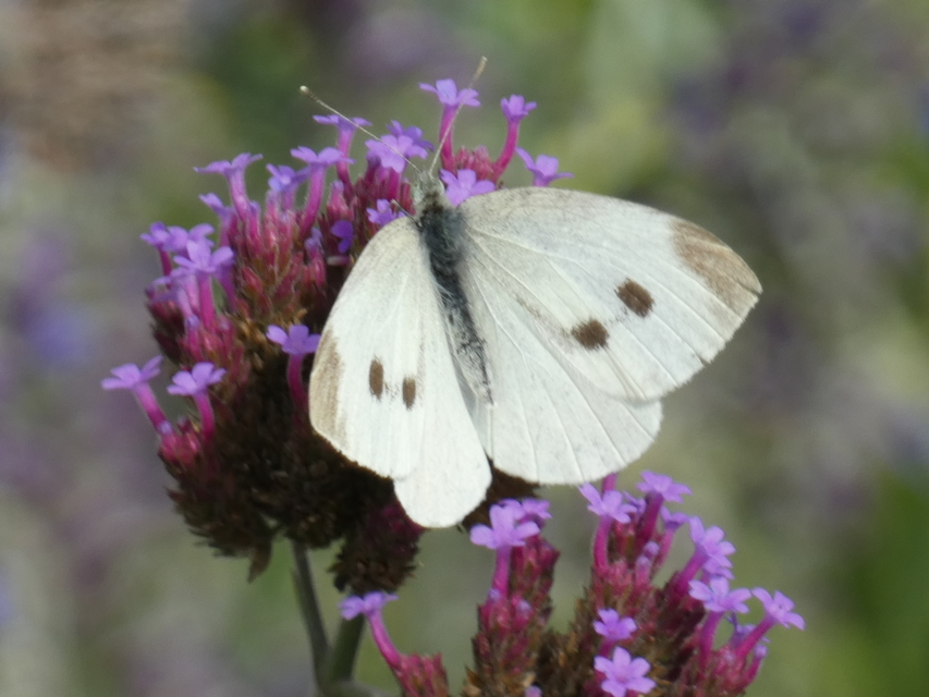 Pieris rapae - répalepke