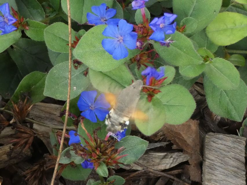 Macroglossum stellatarum - kacsafarkú szender
