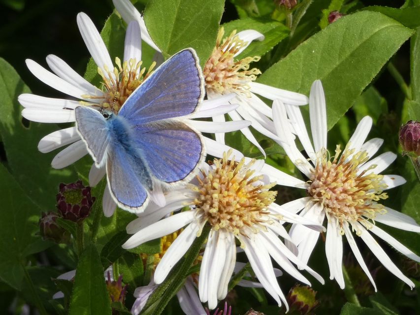 Polyommatus icarus - közönséges boglárka