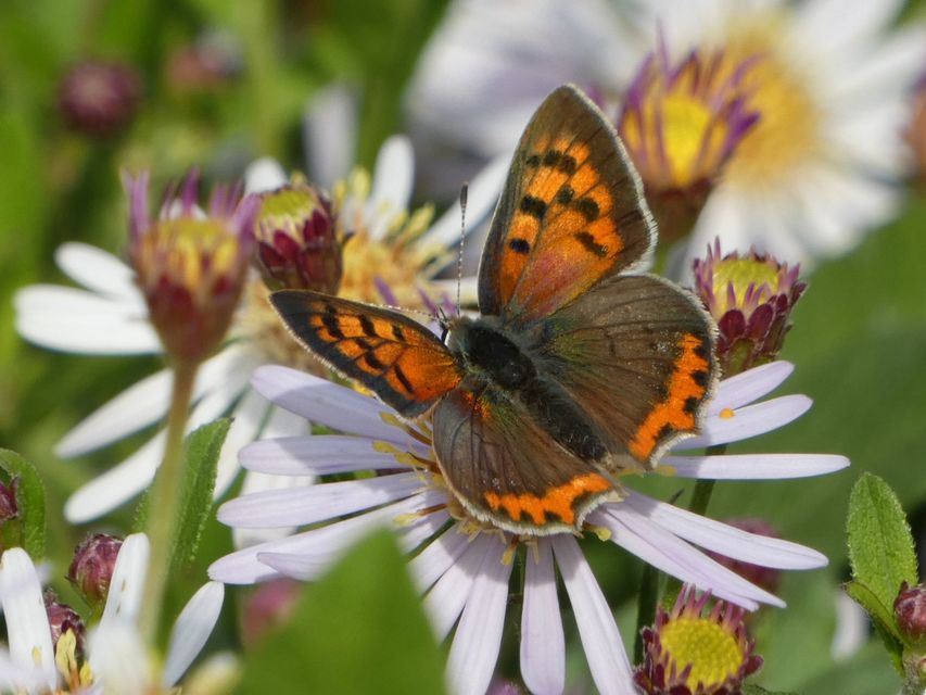 Lycaena phlaeas - közönséges tűzlepke