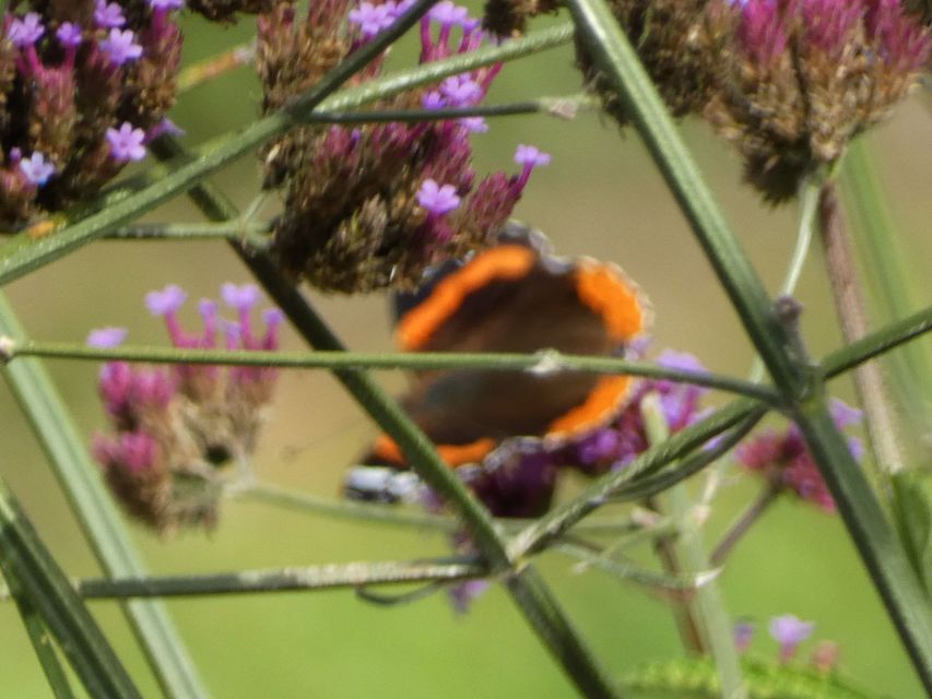 Vanessa atalanta - atalantalepke