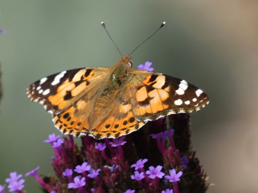 Vanessa cardui - bogáncslepke