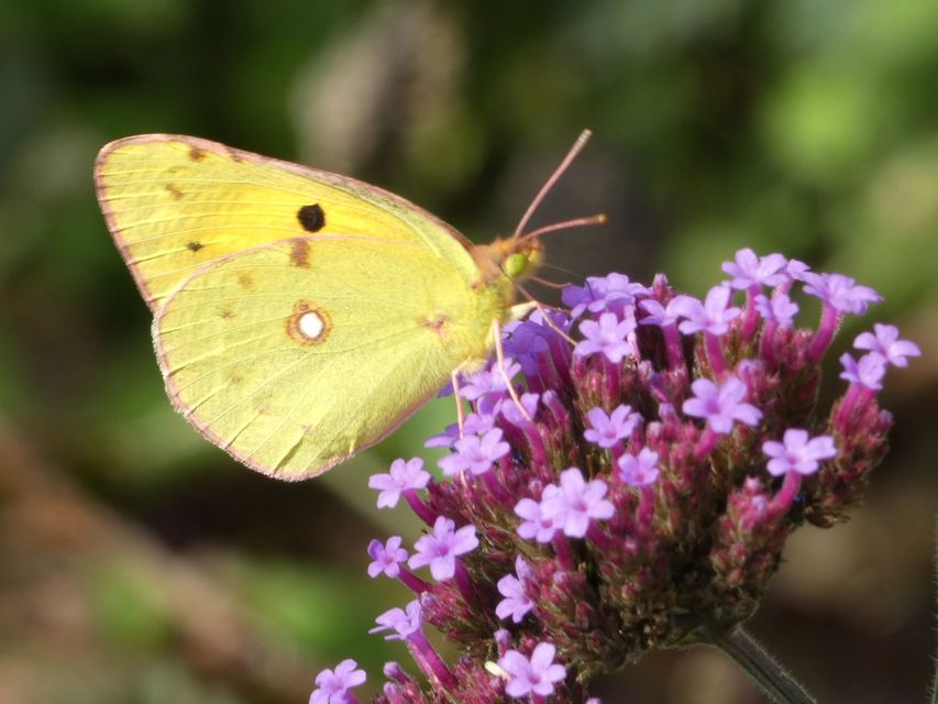Colias croceus - sáfránylepke