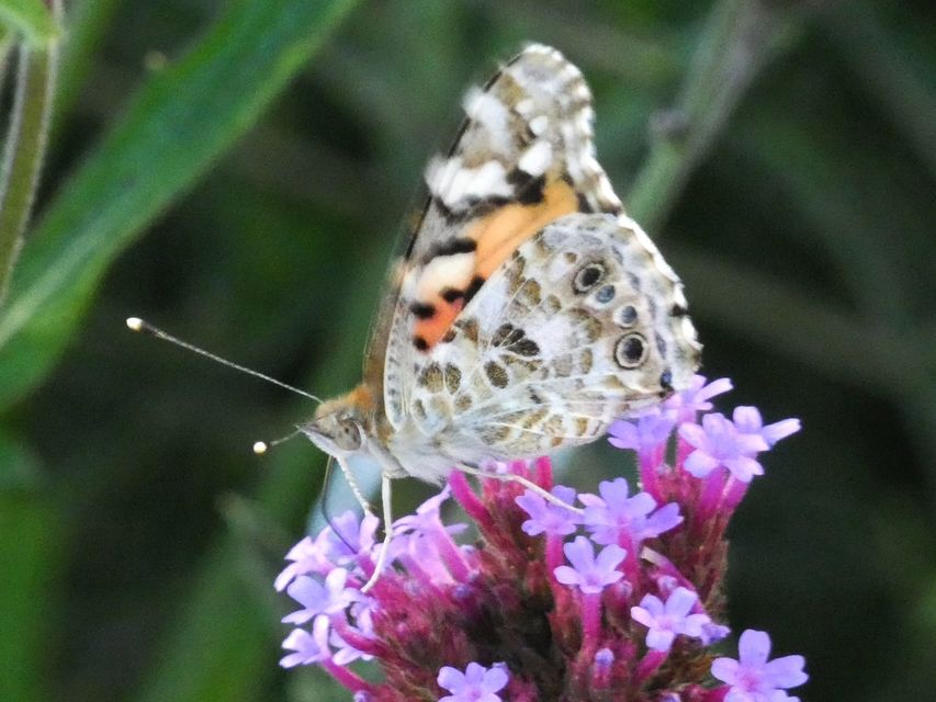 Vanessa cardui - bogáncslepke