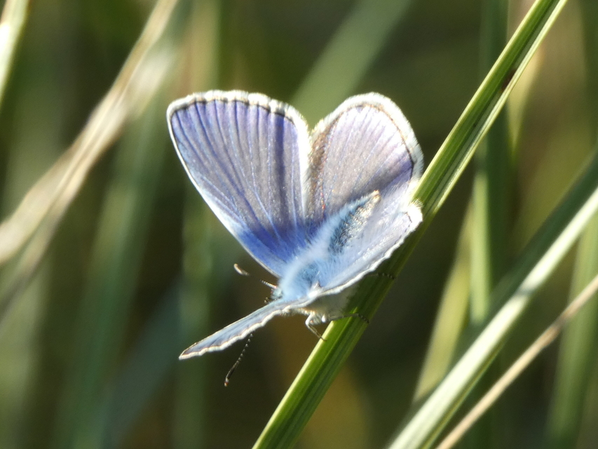 Polyommatus icarus - közönséges boglárka