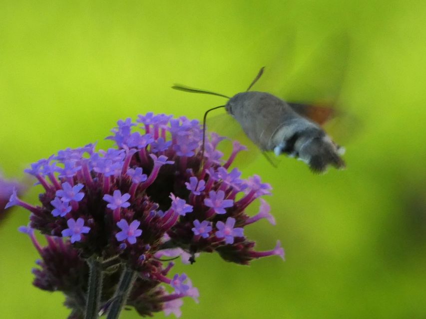 Macroglossum stellatarum - kacsafarkú szender