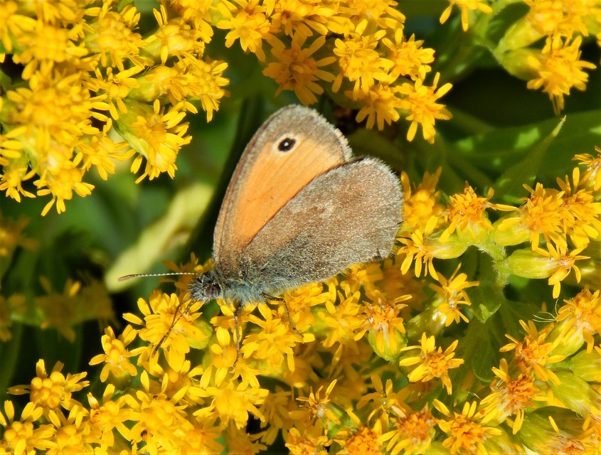 Coenonympha pamphilus - kis szénalepke