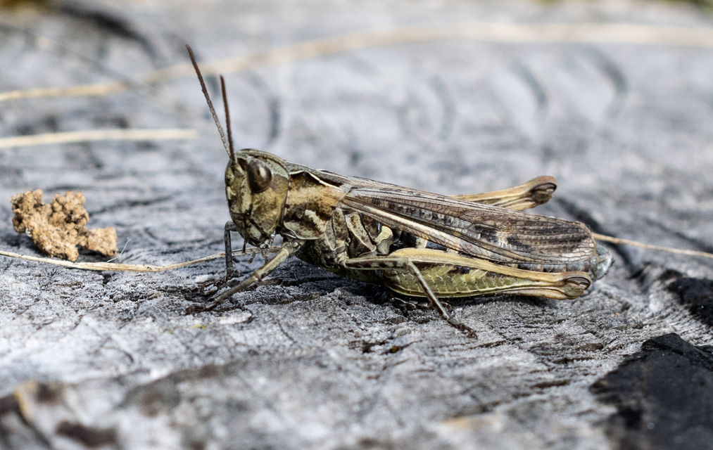 Chorthippus (Glyptobothrus) (subgenus)