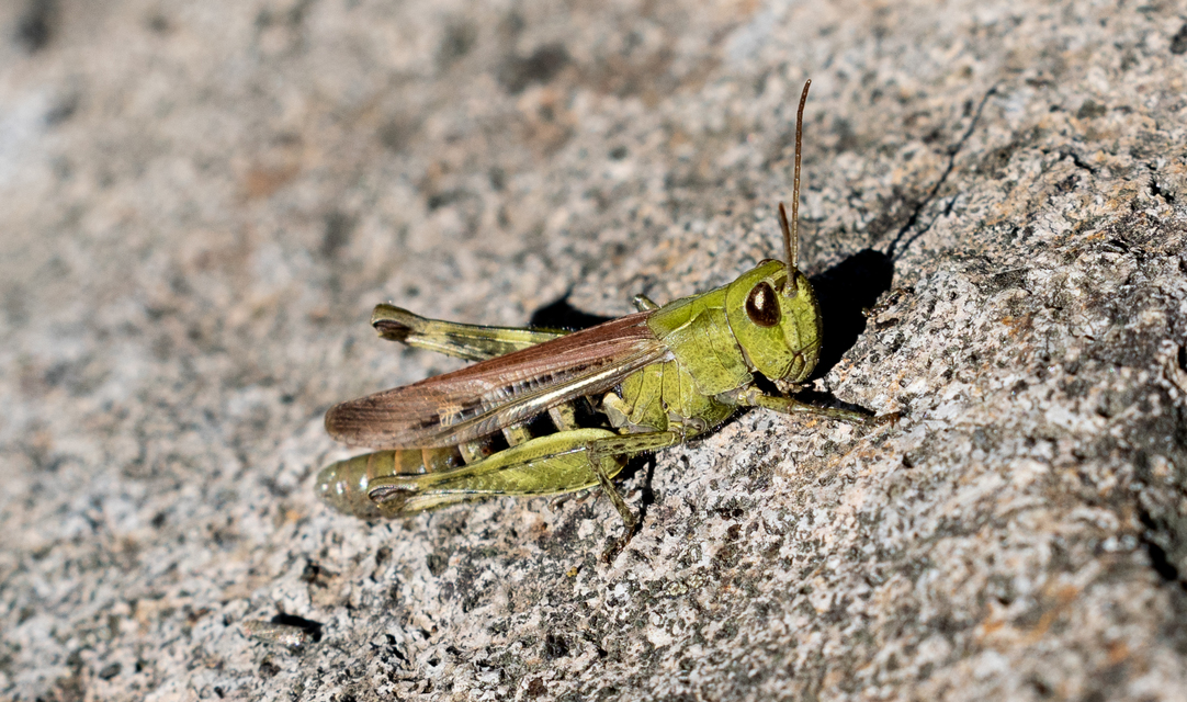 Chorthippus (Glyptobothrus) (subgenus)