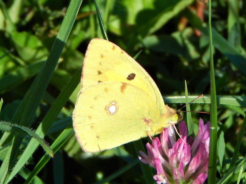 Colias erate - csángó-kéneslepke