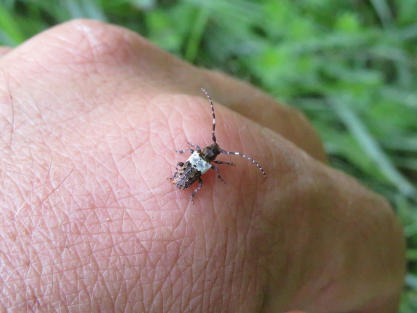 Pogonocherus hispidulus - négytövises ecsetcincér