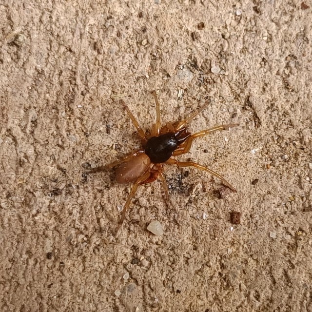 Dysdera